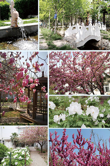 院之春 情满院