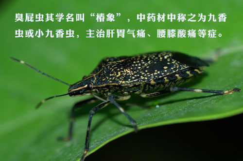 ƨѧдҩг֮ΪС棬θθʹϥʹ֢